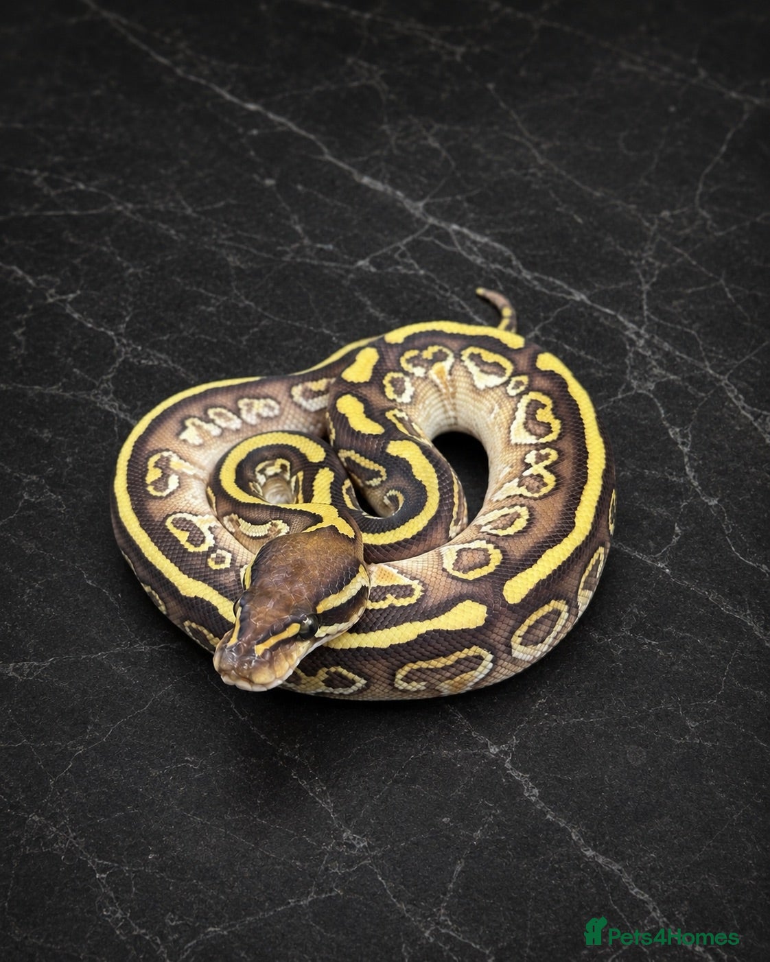 Python Snake reptiles Last 3 Royal Python Hatchlings - 100% Het Clown - Advert 1