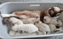 Ragdoll cats for sale: Ragdoll Kittens  - Image 3