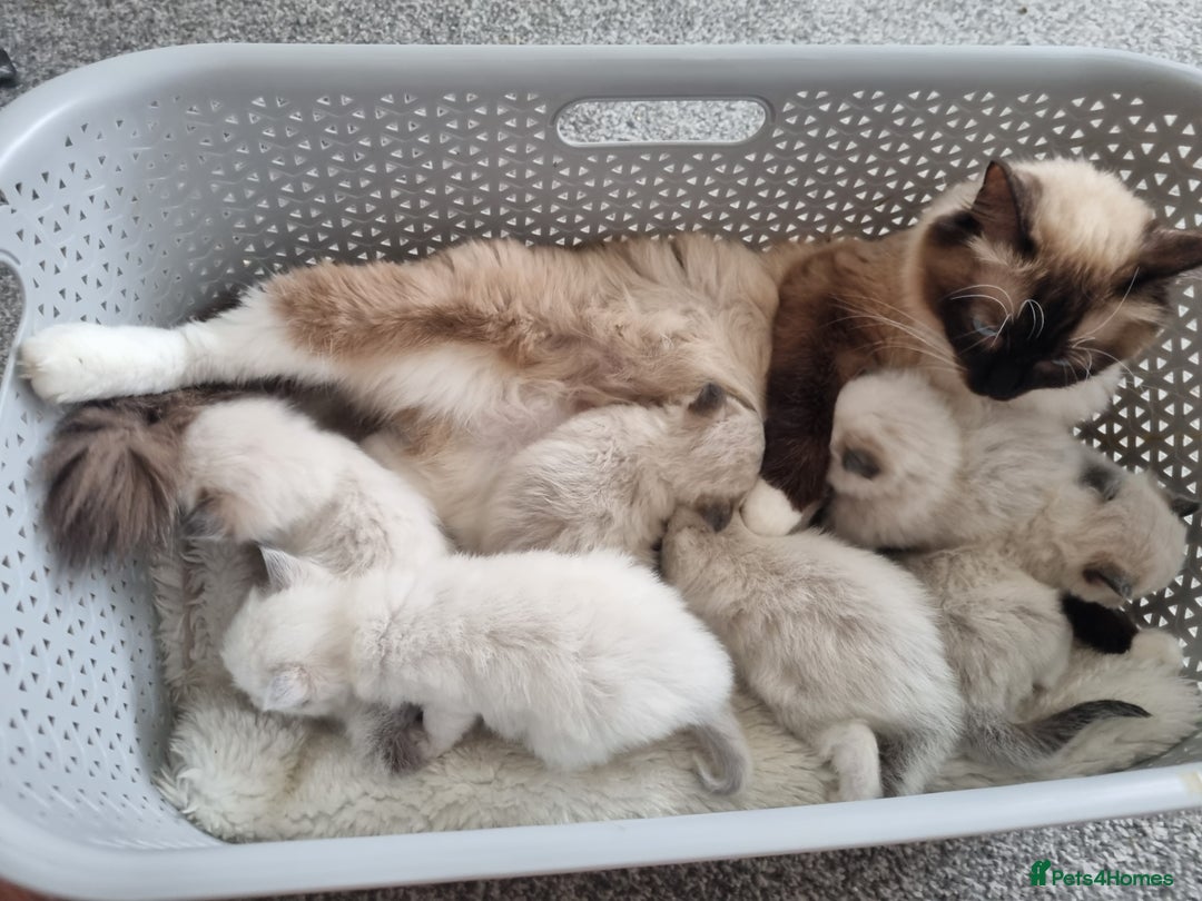 Ragdoll cats for sale: Ragdoll Kittens  - Image 3
