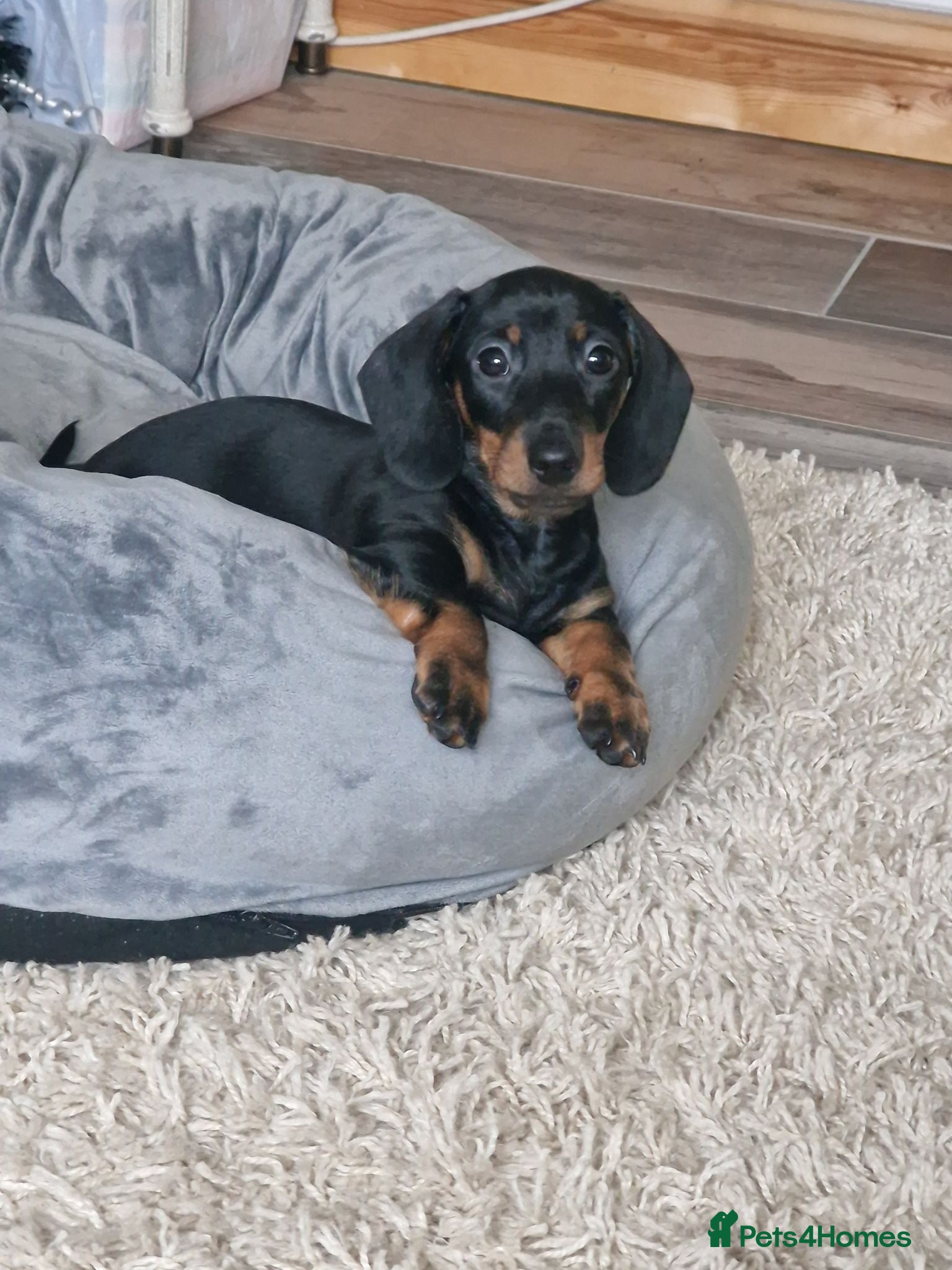 Miniature Dachshund dogs For Sale Beautiful KC reg Miniature Dachshunds - Advert 1