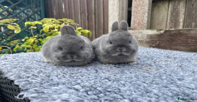 Netherland Dwarf rabbits in Stoke-on-Trent - Advert 3