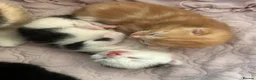 Mixed Breed cats for sale: Beautiful Kittens Looking for Forever Homes 🐱❤️ - Advert 13