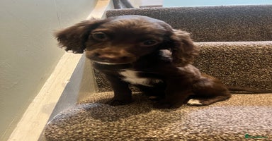 Mixed Breed dogs - Advert 7