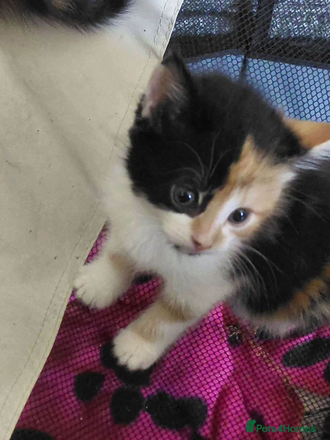American Shorthair cats for sale: Calico kittens  - Advert 1