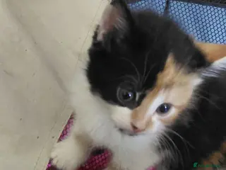 American Shorthair cats Calico kittens - Advert 1