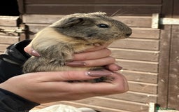 Guinea Pig rodents for sale: Extra Special Guinea Pig Babies  - Image 7