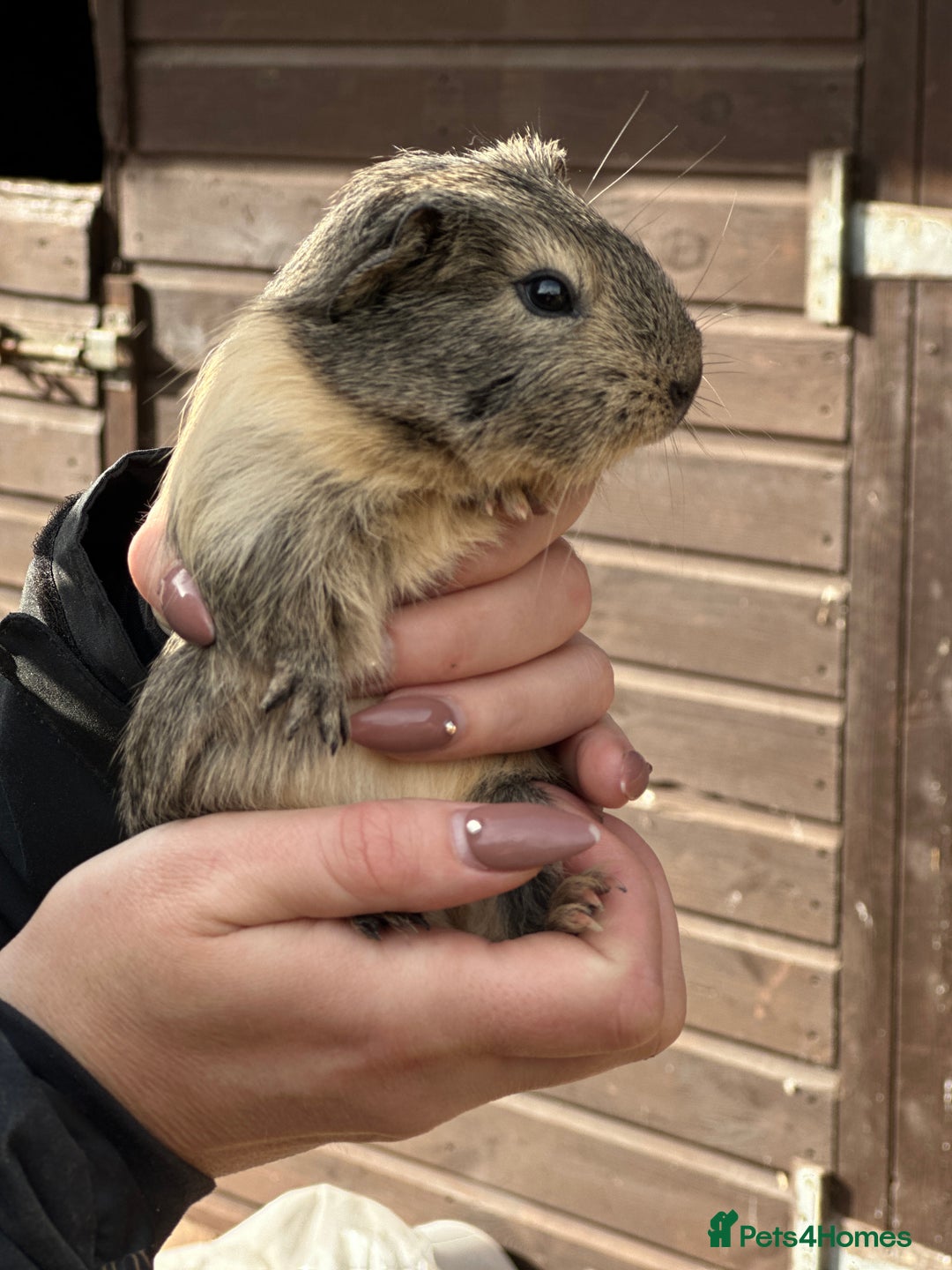 Guinea Pig rodents for sale: Extra Special Guinea Pig Babies  - Image 7