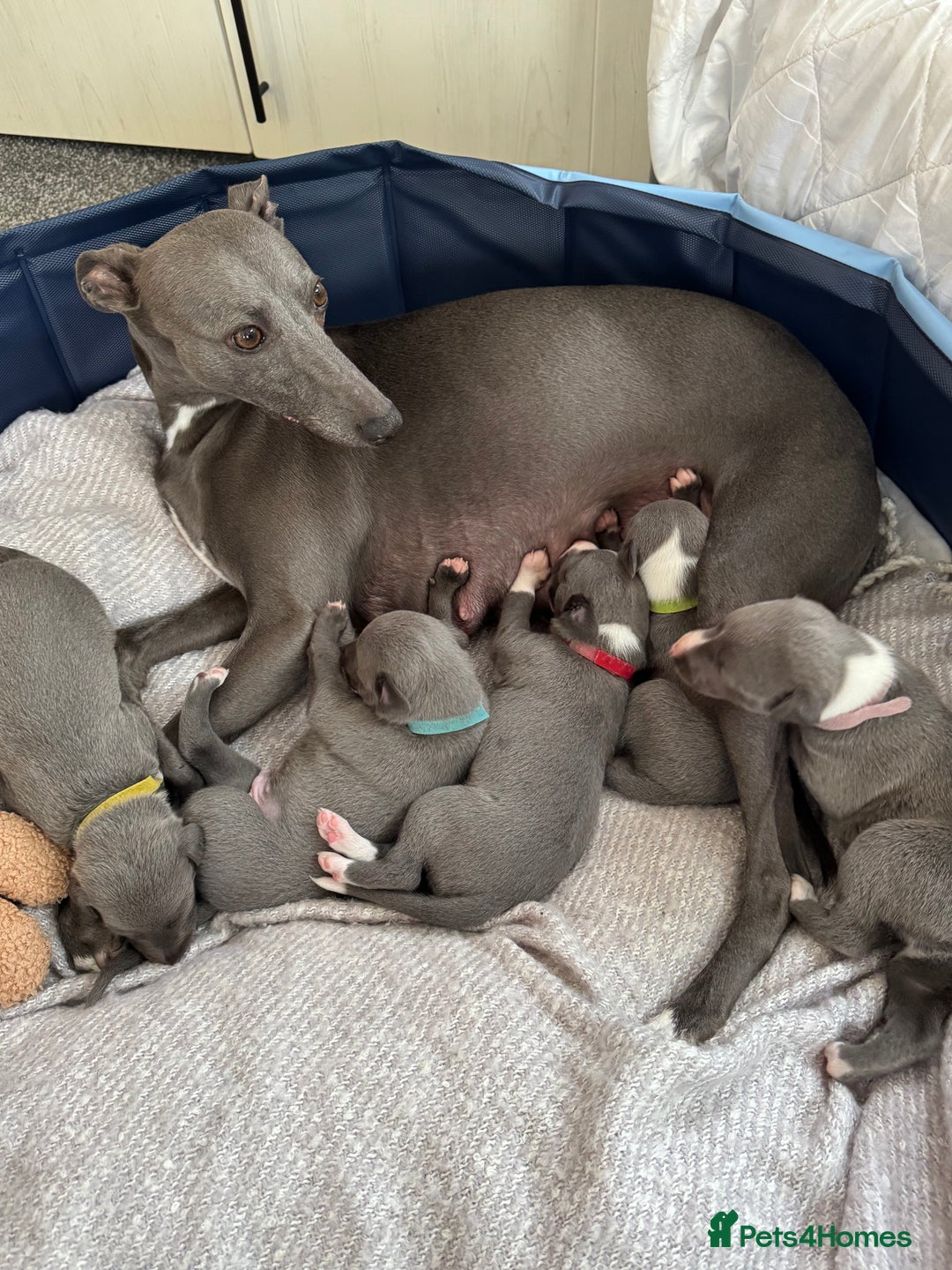 Whippet dogs for sale: Dolly & Walters pups   - Advert 1
