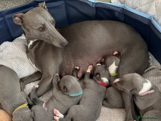 Whippet dogs Dolly & Walters pups - Advert 14