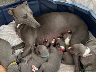 Whippet dogs Dolly & Walters pups - Advert 11