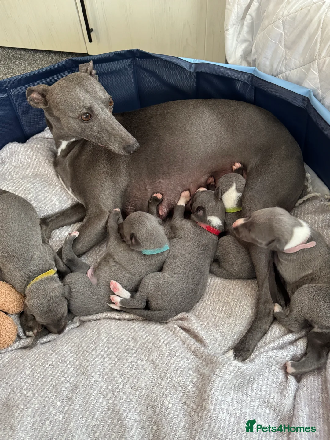 Whippet dogs for sale: Dolly & Walters pups   - Advert 1