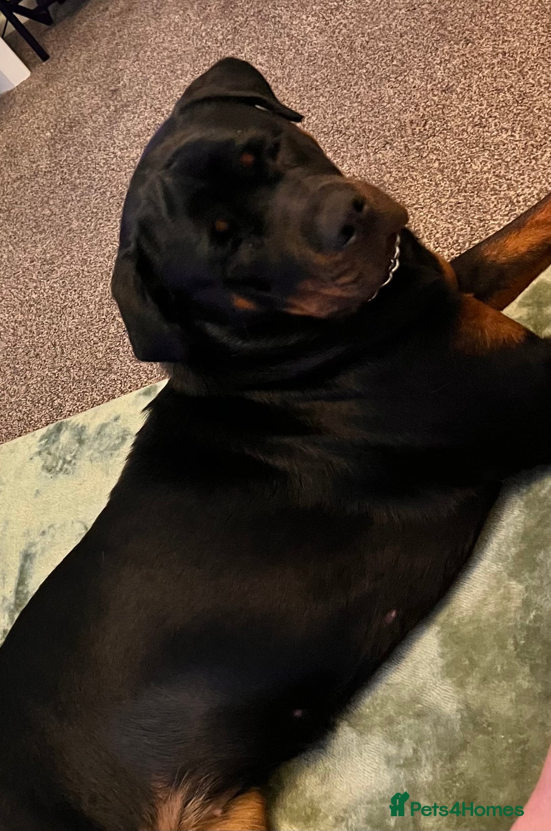 Rottweiler dogs for sale: 1yr old Rottweiler  - Advert 3