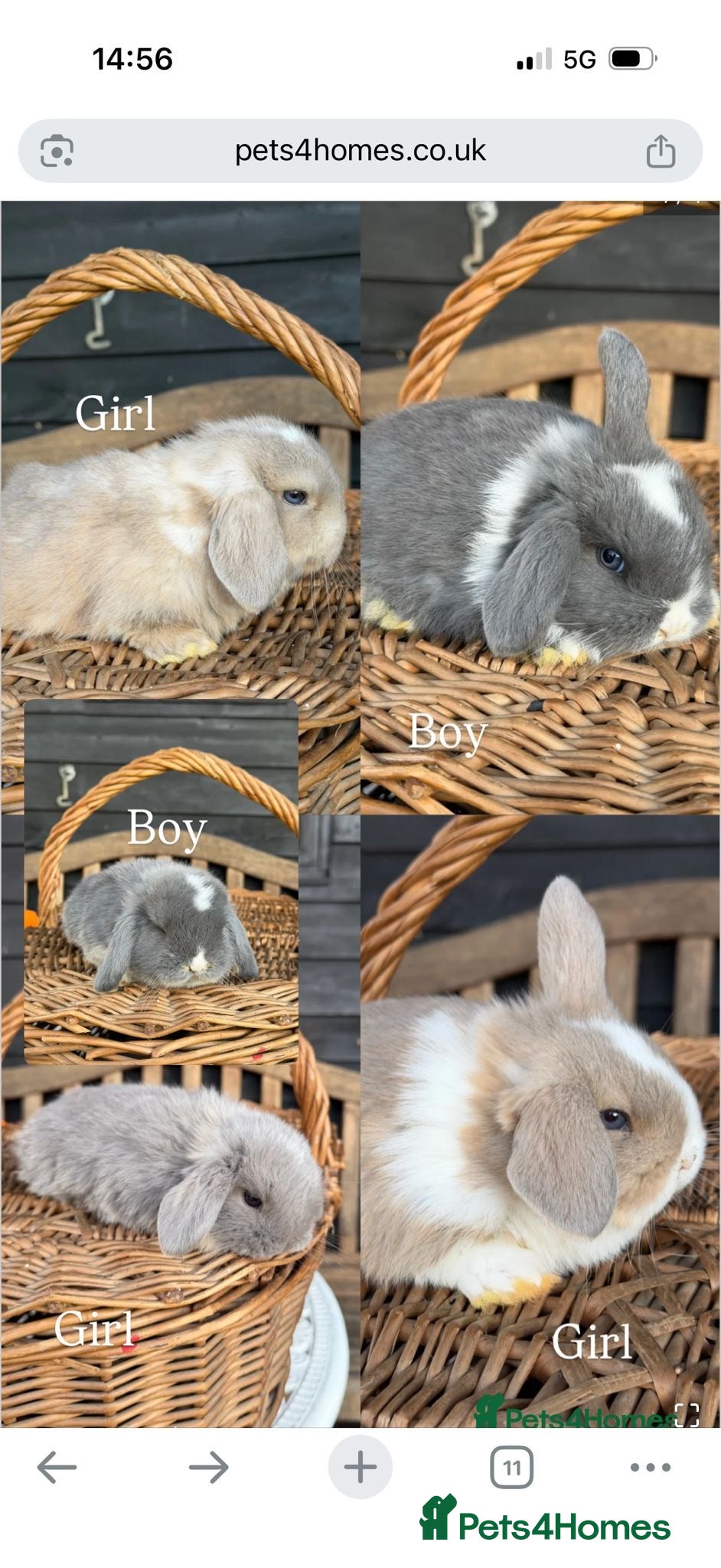 Mini Lop rabbits Pure mini lop  - Advert 1