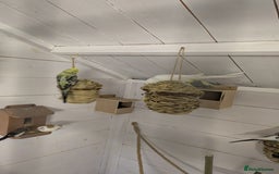 Budgerigars birds for sale: Mixed budgies nice colours  - Image 9