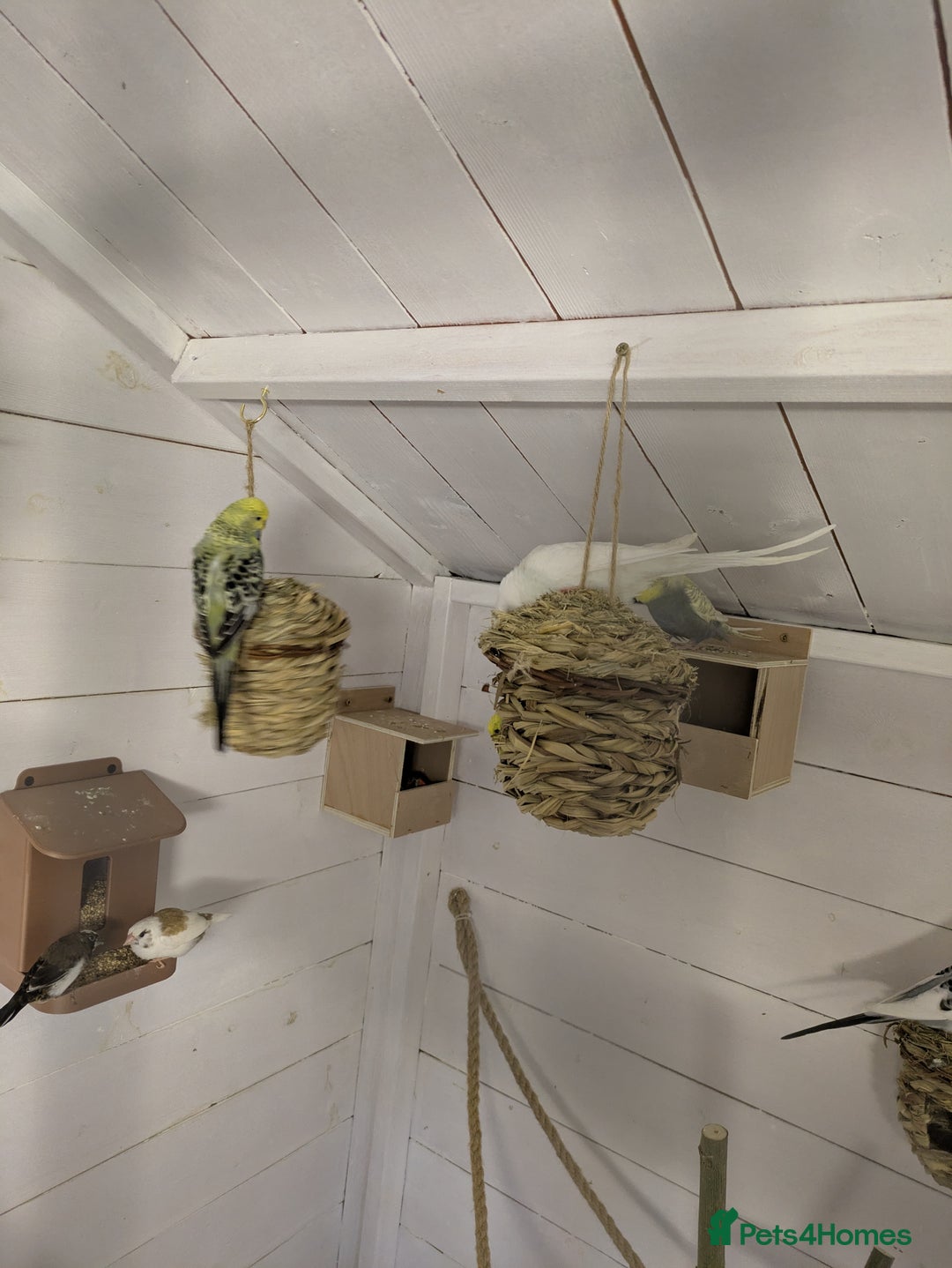 Budgerigars birds for sale: Mixed budgies nice colours  - Image 9