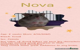 Hamster rodents for sale: Hamsters for adoption  - Image 18