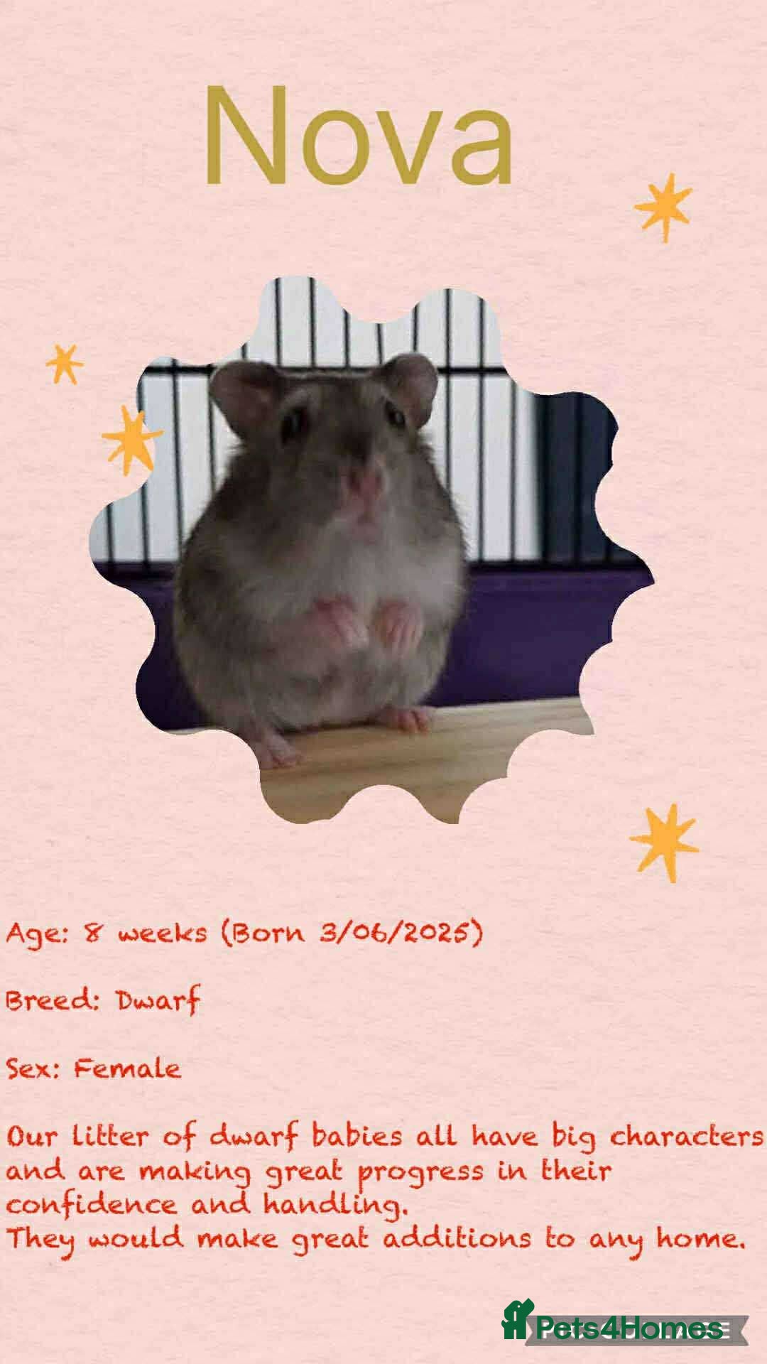 Hamster rodents for sale: Hamsters for adoption  - Image 18