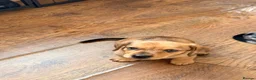 Chiweenie dogs for sale: 5 beautiful mini dachshund x chihuahua puppies - Advert 18