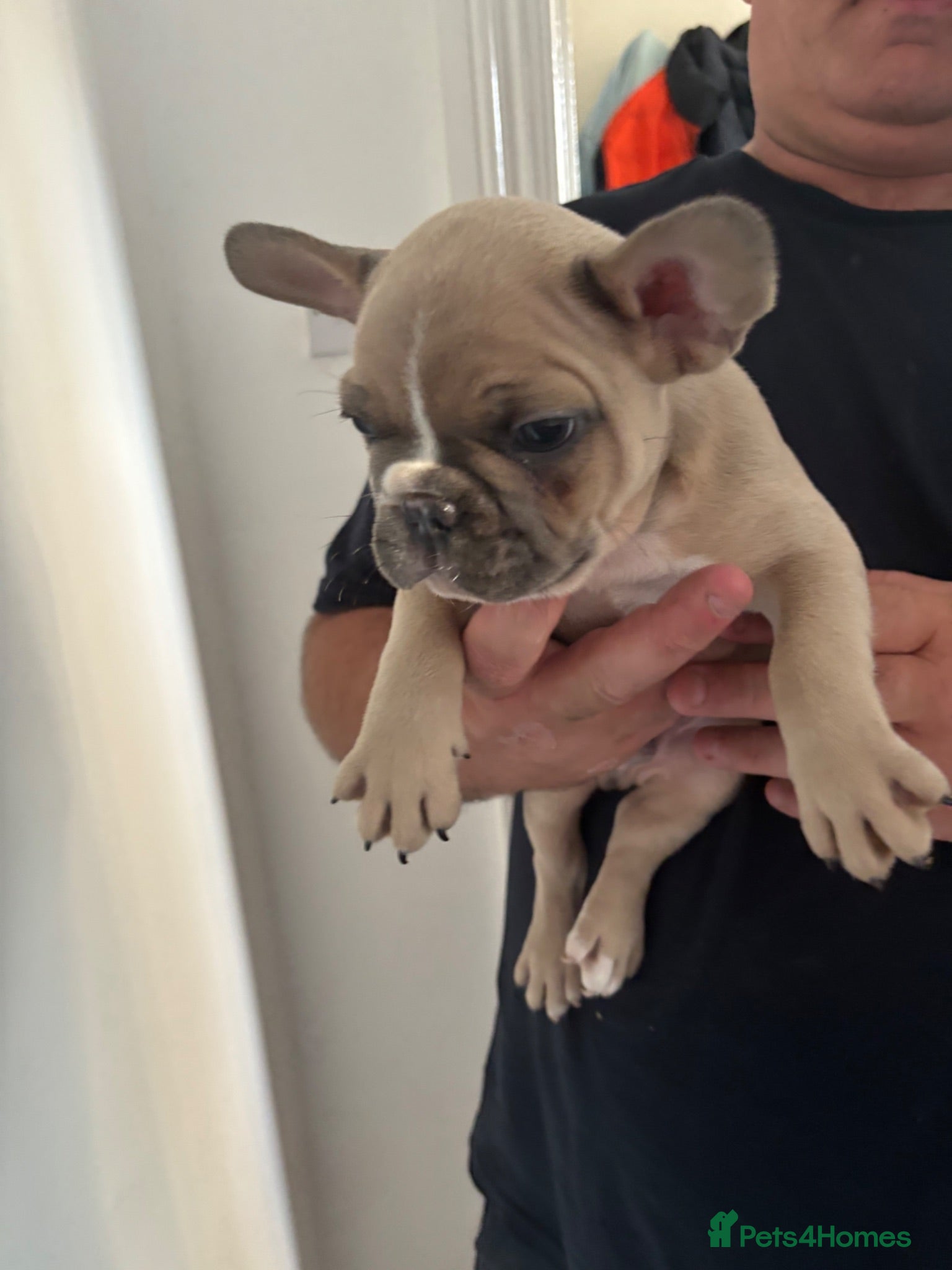 French Bulldog dogs LAST 2 Beautiful KC Reg French Bulldog Male  Pups - Advert 16