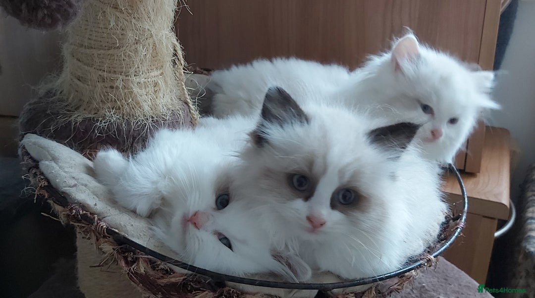 Ragdoll cats for sale: RAGDOLLS BICOLOUR BOY GIRLS BLUE EYES READY NOW  - Advert 29