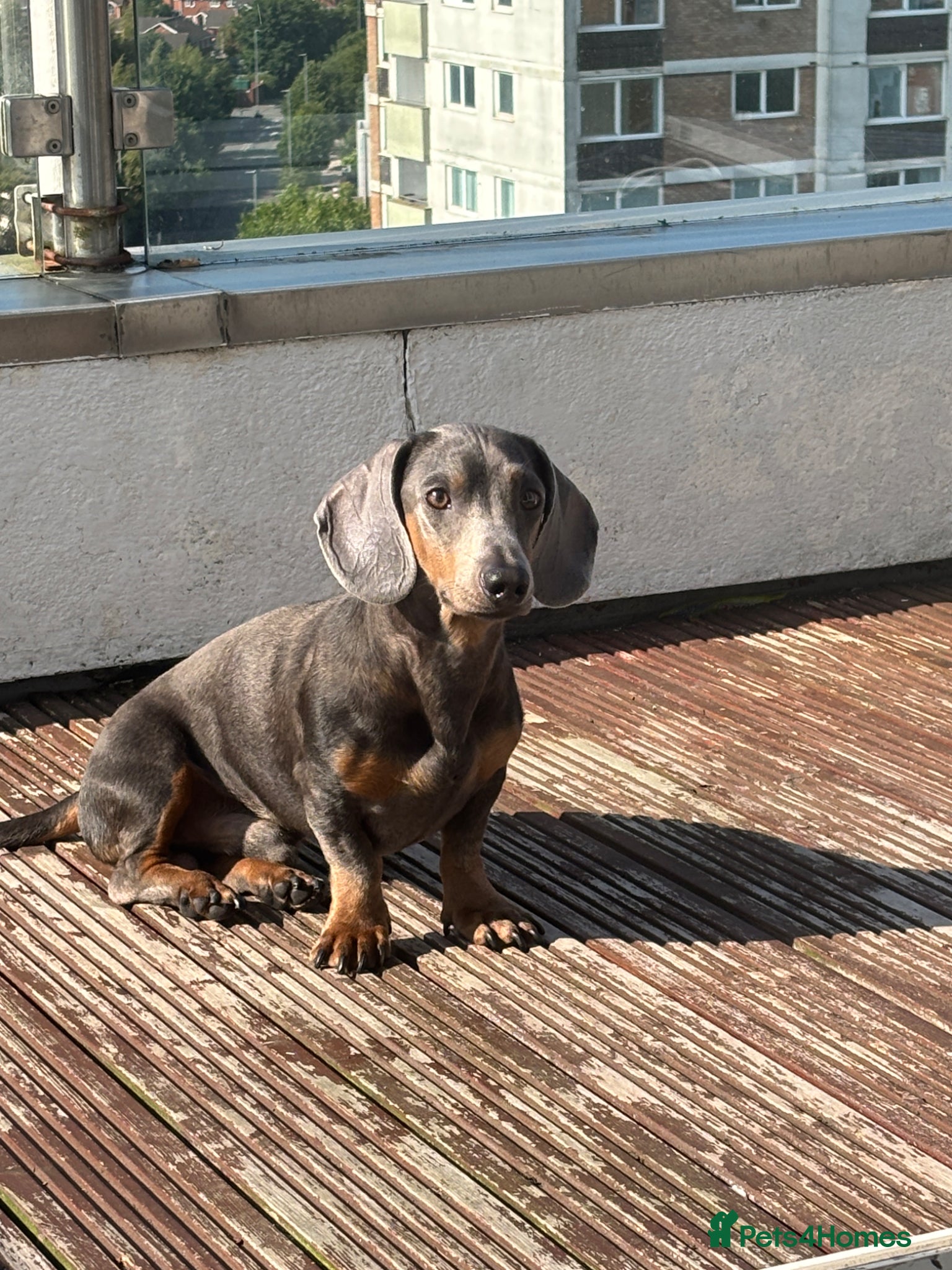 Dachshund dogs Blue colour no papers  - Advert 1