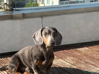 Dachshund dogs Blue colour no papers - Advert 1