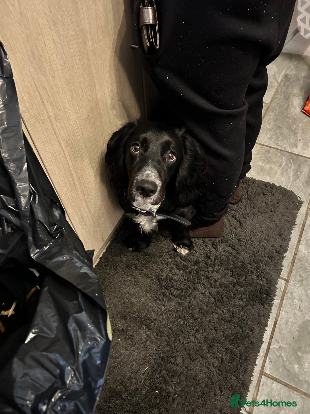 Cocker Spaniel dogs for sale: Cocker Spaniel for sale  - Image 6