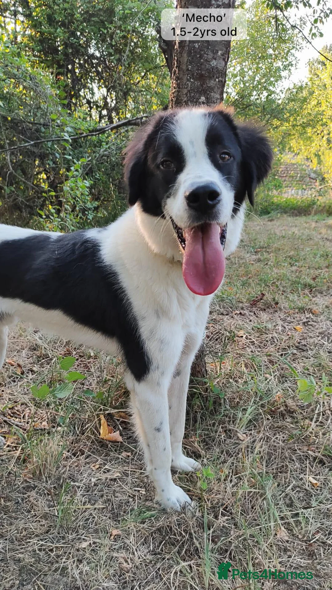 Mixed Breed dogs for adoption: Mecho, 1.5-2 yrs old. I adopted . - Advert 9