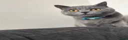British Shorthair cats for sale: British Blue - looking for new home  - Advert 5