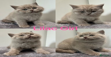 British Shorthair cats - Advert 11