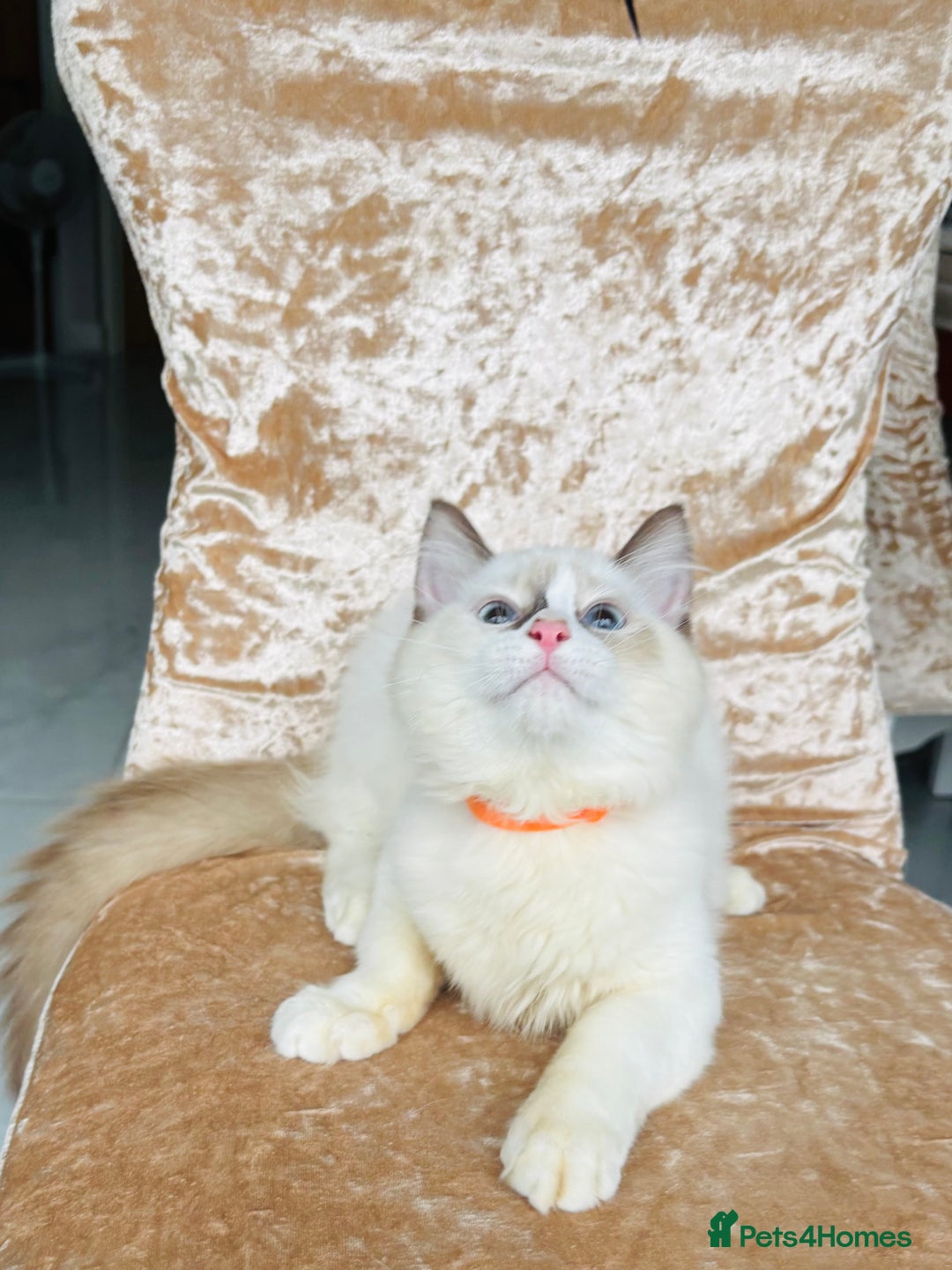 Ragdoll cats for sale: Beautiful ragdoll kittens  - Advert 2