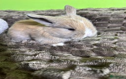 Mini Lop rabbits for sale: Pure breed mini lops  - Image 18
