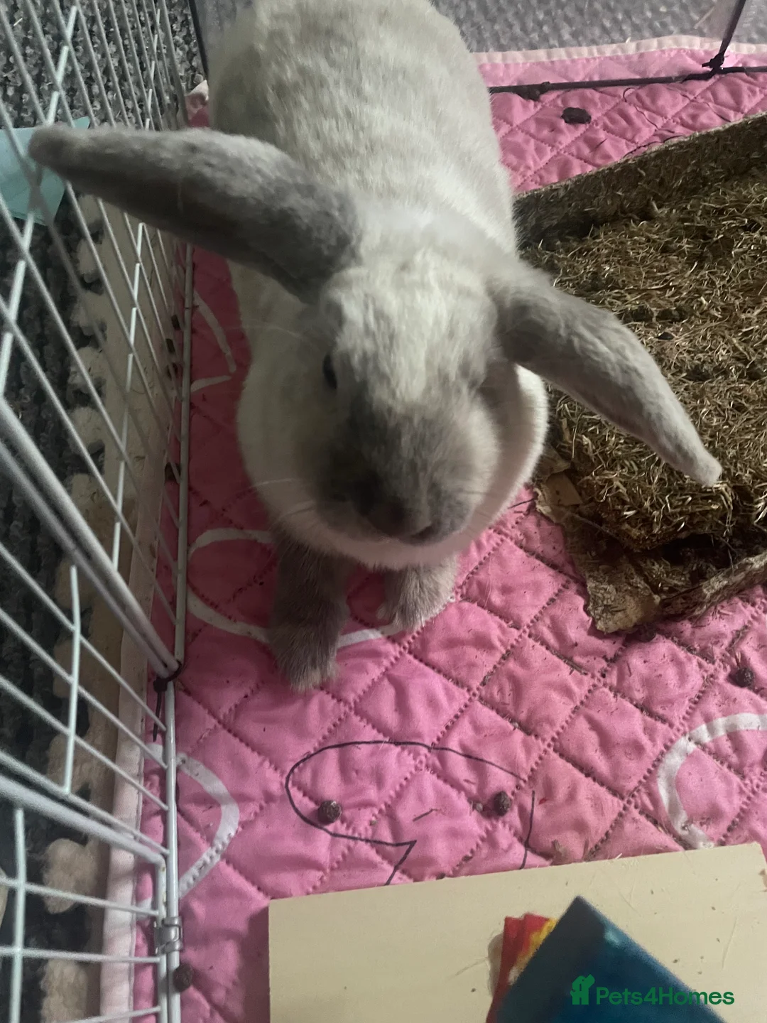 Mini Lop rabbits for sale: Thumper the Rabbit  in Mexborough - Advert 3