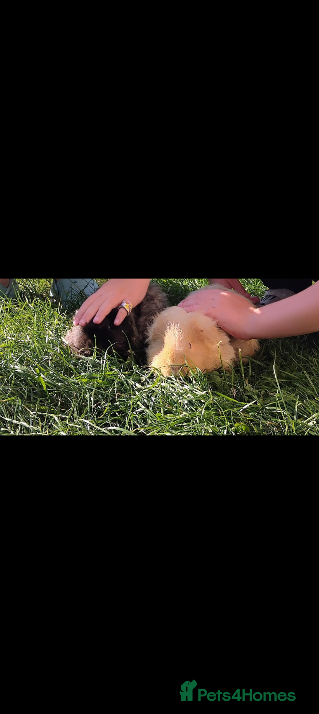 Guinea Pig rodents for sale: Rare Tiny miniature breed male female texel  - Advert 4