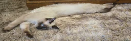 Ragdoll cats for sale: 1 gorgeous fluffy male ragdoll kittens - Advert 20