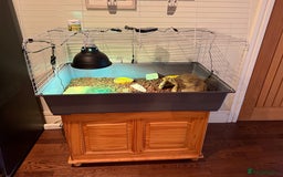 Hermann Tortoise reptiles for sale: Dorito the Hermann Tortoise - Image 2