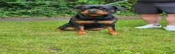 Rottweiler dogs for sale: German rottweiler puppies  in Birmingham - Advert 1