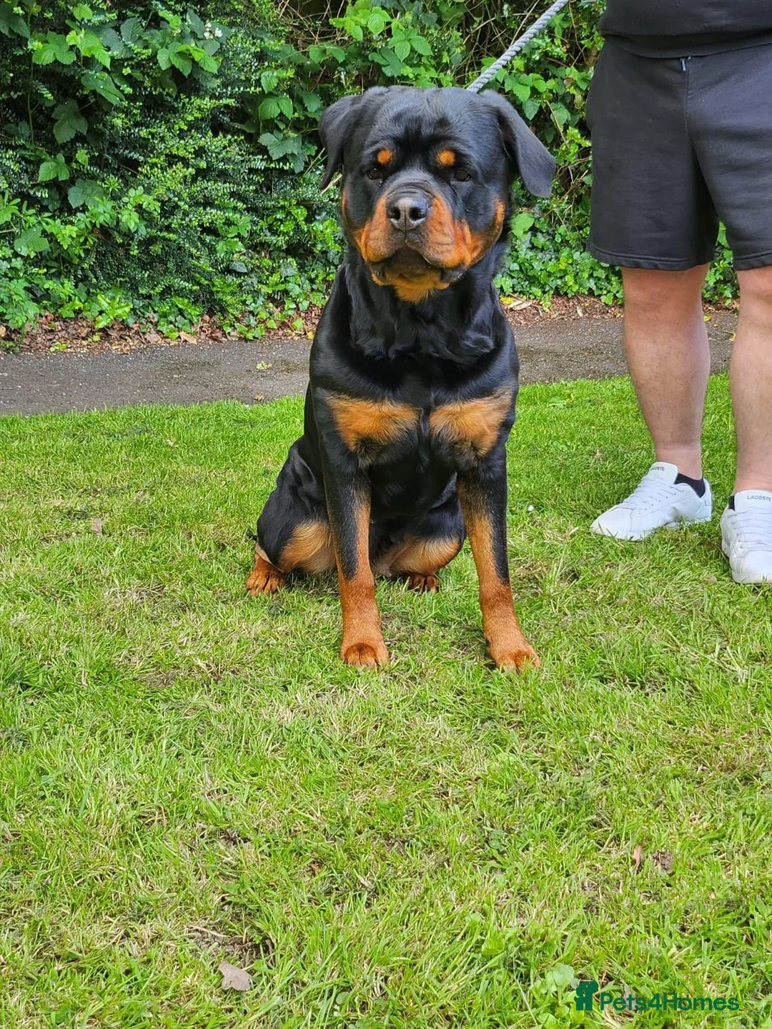 Rottweiler dogs for sale: German rottweiler puppies  in Birmingham - Advert 1