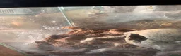 Tarantulas invertebrates for sale: Tarantulas for sale with set ups - Advert 4