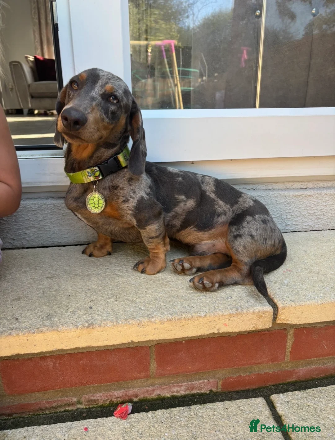 Miniature Dachshund dogs for sale: Miniature dachshund  - Advert 2