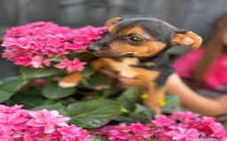 Jack Russell dogs for sale: 2 beautiful Jack Russell puppy girls left  - Image 9