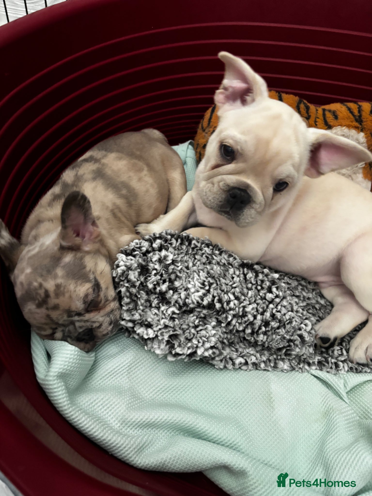 French Bulldog dogs Reduced! Cream male frenchie❤️🐶 - Advert 11