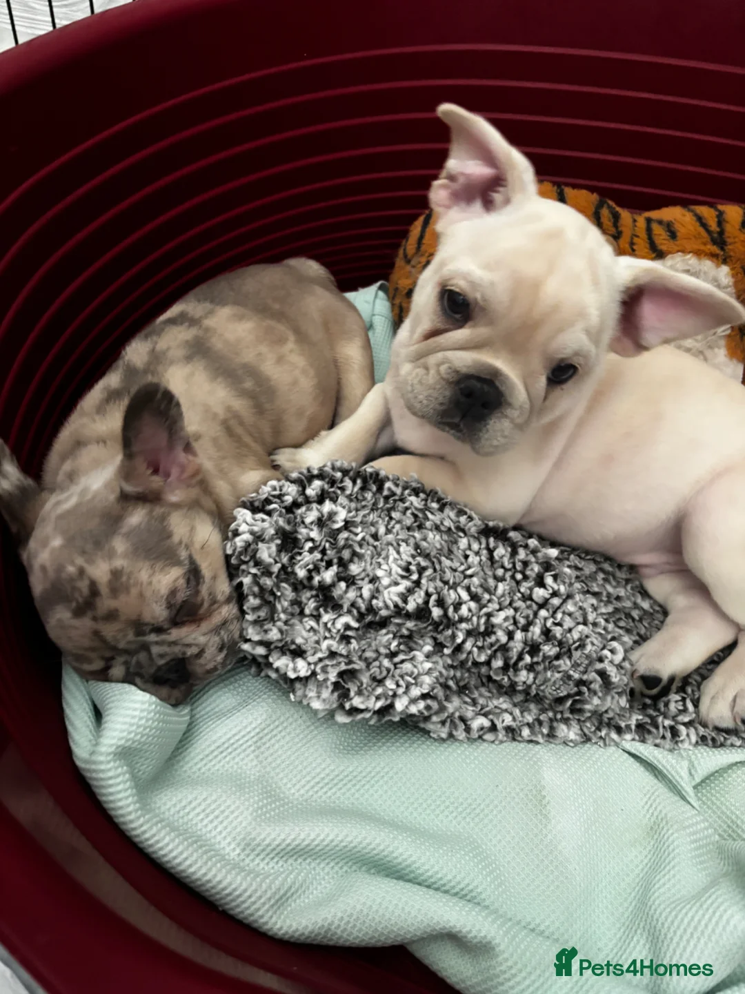 French Bulldog dogs for sale: 🐾 French Bulldog Puppy – 12 Weeks Old 🐾 - Advert 2