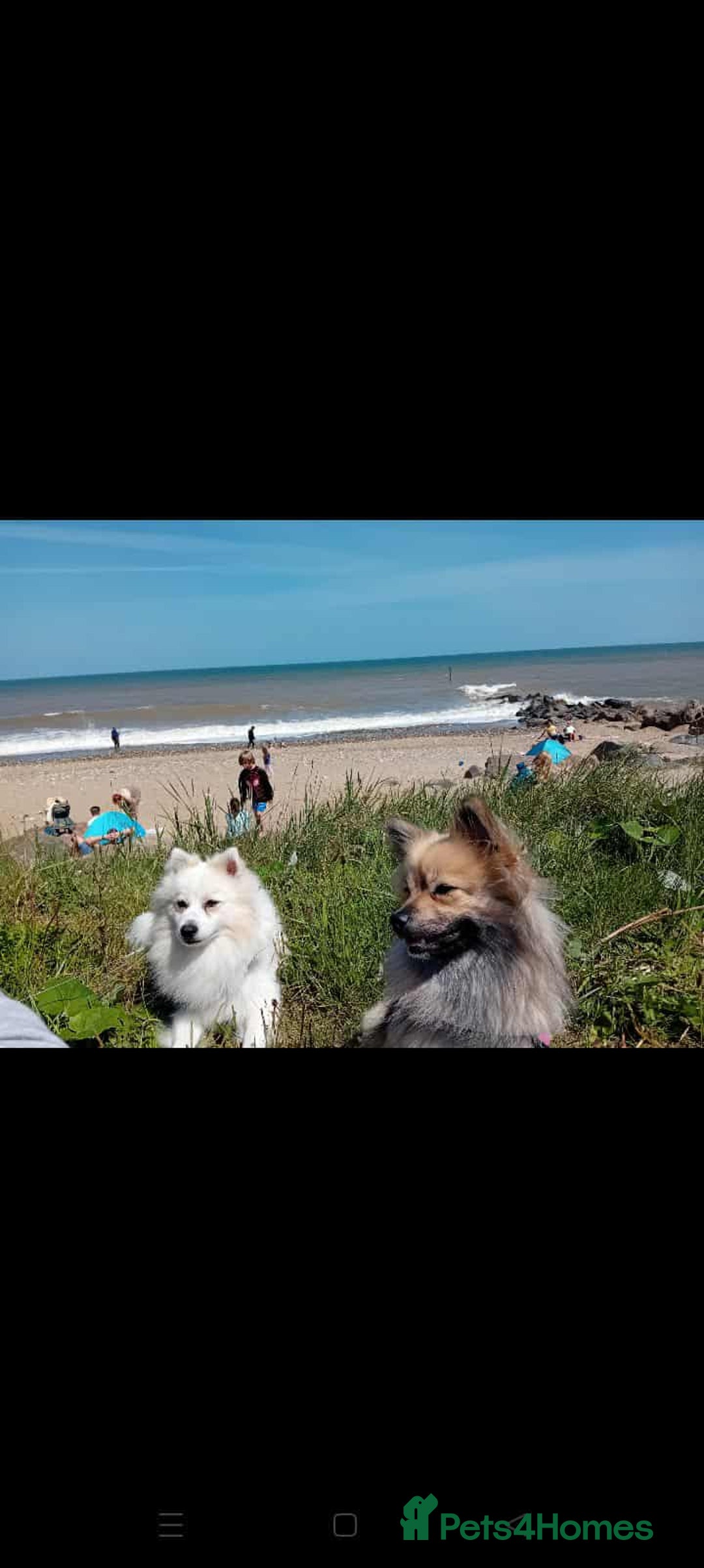 Pomeranian dogs for sale: Pomeranian puppies looking for their forever homes - Image 15