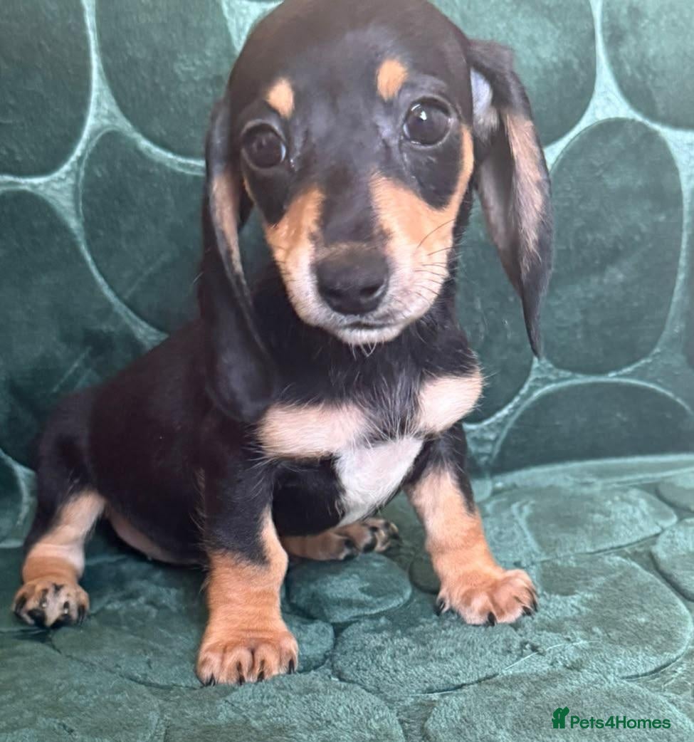 Dachshund dogs Beautiful black and cream puppies available  - Advert 4