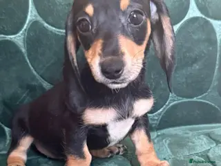 Dachshund dogs Beautiful black and cream puppies available - Advert 5