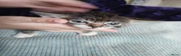 Mixed Breed cats for sale: Fluffy 8 week old kittens  - Advert 3
