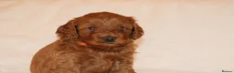 Cavapoo dogs for sale: Cavapoo 🐶 - Advert 6