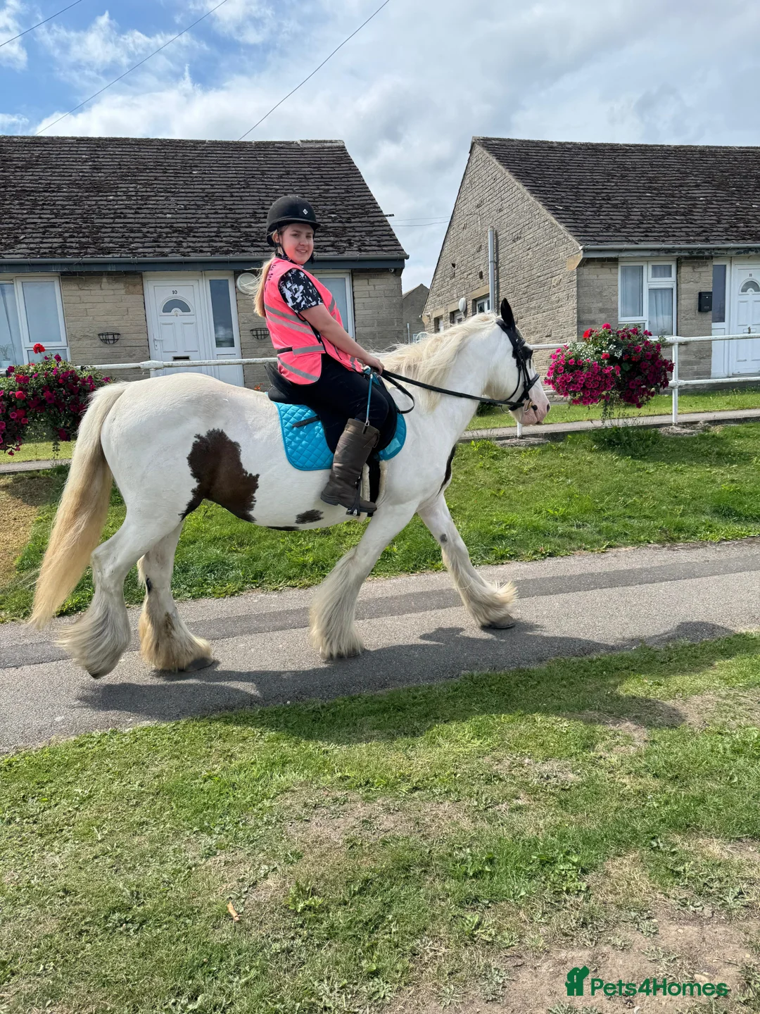 Other Breed horses for sale: Suzie- 14”3 Traditional Gypsy Cob Mare  - Advert 24