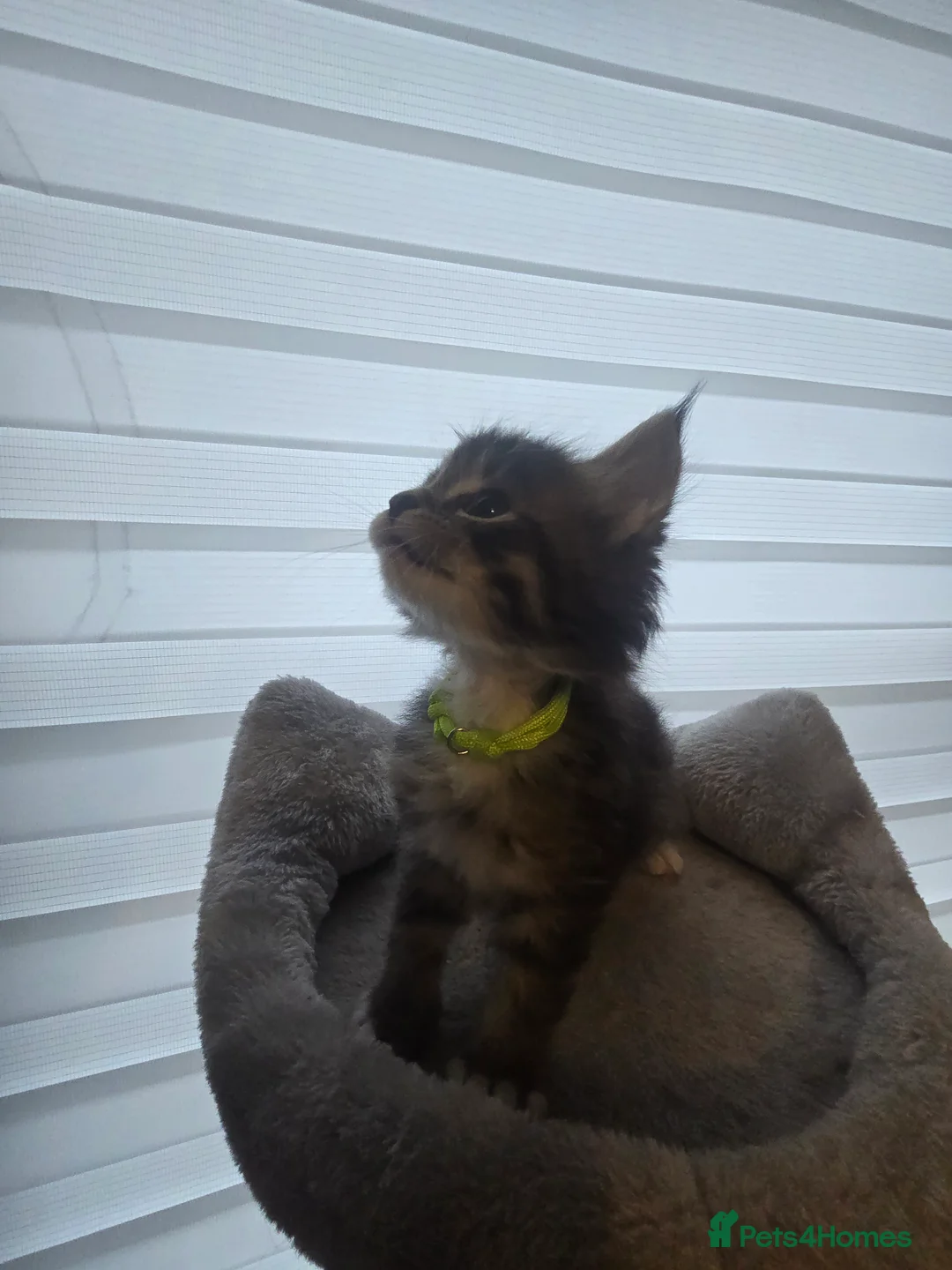 Maine Coon cats for sale: 5 adorable maine coon kittens - Advert 7